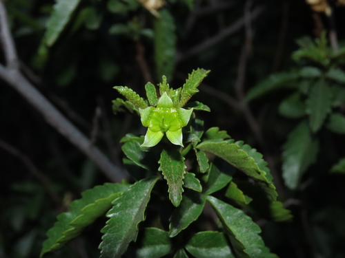 Llagunoa glandulosa (Llagunoa glandulosa)