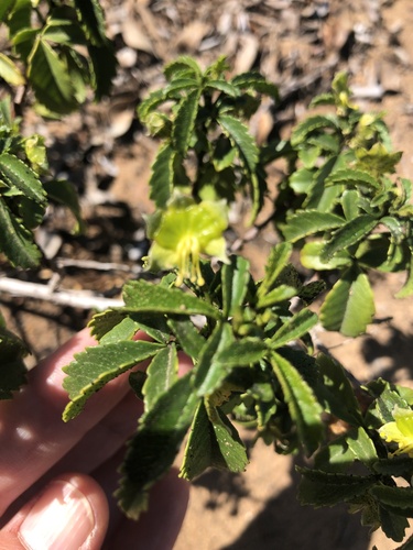 Llagunoa glandulosa (Llagunoa glandulosa)