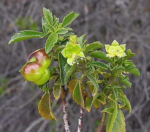 Llagunoa glandulosa: A shrub of central Chile known as Atutemo and as Arbol de Cuentos. In context at www.dixpix.ca/sth_cordillera/flora/sap_zyg/index.html