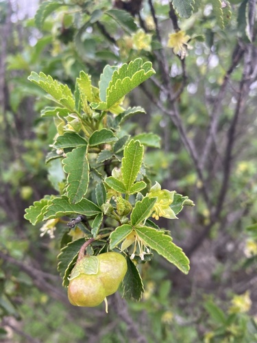 Llagunoa glandulosa (Llagunoa glandulosa)