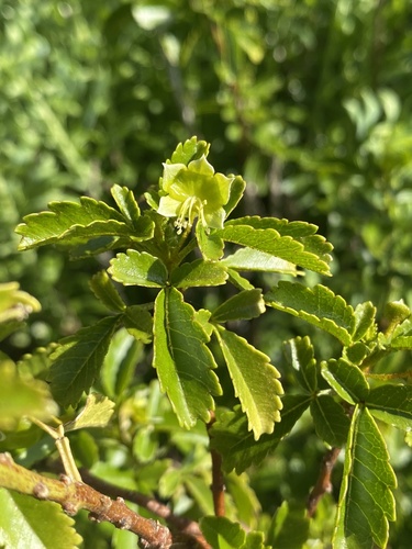 Llagunoa glandulosa (Llagunoa glandulosa)