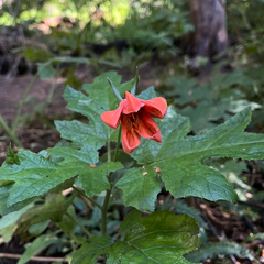 Loasa acanthifolia (Loasa acanthifolia)