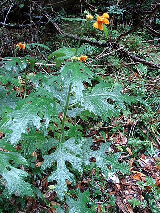 Loasa acanthifolia: Loasa acanthifolia , Parque Nacional Huerquehue, bajo bosque. Plantas conspicuas del triángulo Pucón-Volcán Lanín-Parque Nacional Huerquehue