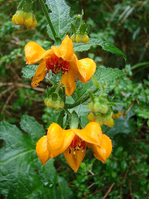 Loasa acanthifolia: Loasa acanthifolia. Parque Nacional Huerquehue, bajo bosque. Plantas conspicuas del triángulo Pucón-Volcán Lanín-Parque Nacional Huerquehue