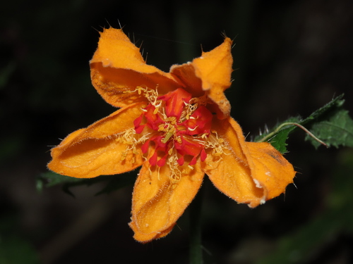 Loasa acanthifolia (Loasa acanthifolia)