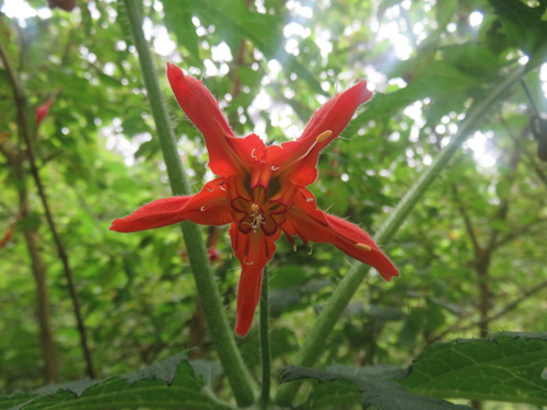 Loasa acanthifolia (Loasa acanthifolia)