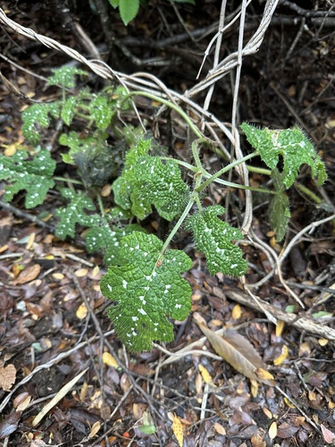 Loasa acanthifolia (Loasa acanthifolia)