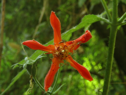 Loasa acanthifolia (Loasa acanthifolia)