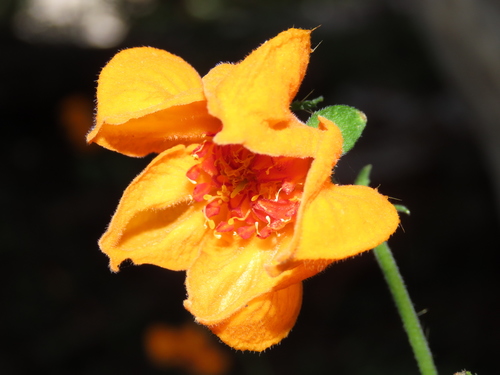 Loasa acanthifolia (Loasa acanthifolia)