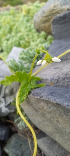 Loasa elongata (Loasa elongata)