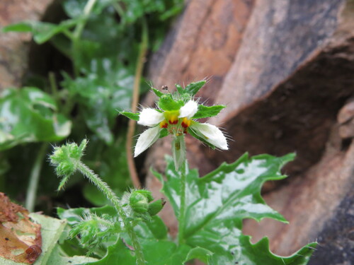 Loasa elongata (Loasa elongata)