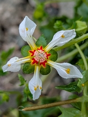 Loasa elongata (Loasa elongata)