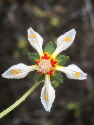 Loasa elongata (Loasa elongata)