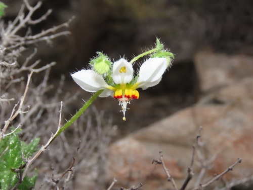 Loasa elongata (Loasa elongata)