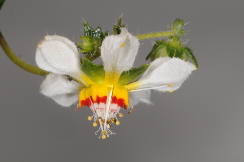 Loasa elongata (Loasa elongata)
