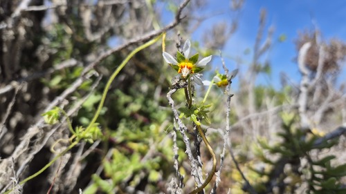 Loasa elongata (Loasa elongata)