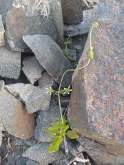 Loasa elongata (Loasa elongata)