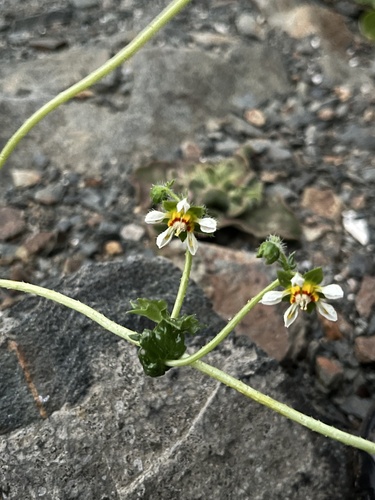 Loasa elongata (Loasa elongata)