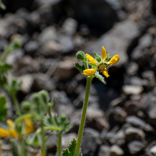 Loasa heterophylla (Loasa heterophylla)