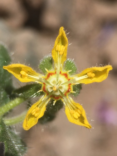 Loasa heterophylla (Loasa heterophylla)