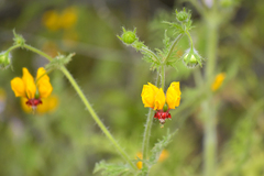 Loasa multifida (Loasa multifida)