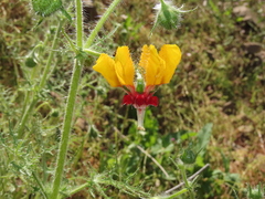 Loasa multifida (Loasa multifida)