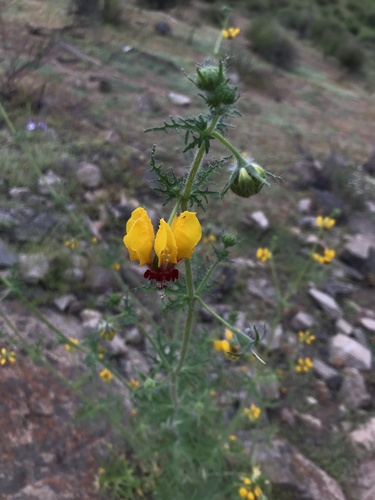 Loasa multifida (Loasa multifida)