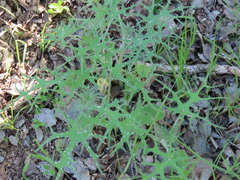 Loasa multifida (Loasa multifida)