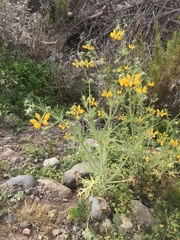 Loasa multifida (Loasa multifida)