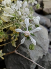 Loasa pallida (Loasa pallida)
