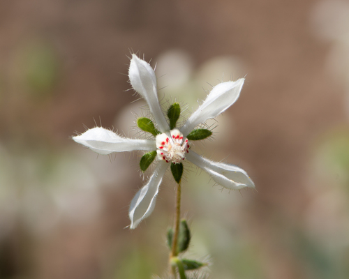 Loasa pallida (Loasa pallida)