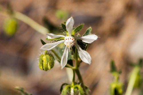 Loasa pallida (Loasa pallida)