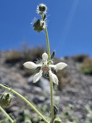 Loasa pallida (Loasa pallida)