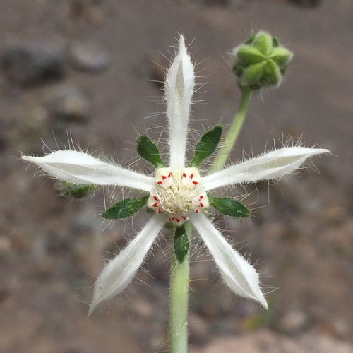 Loasa pallida (Loasa pallida)