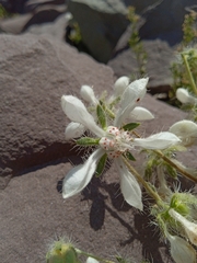 Loasa pallida (Loasa pallida)