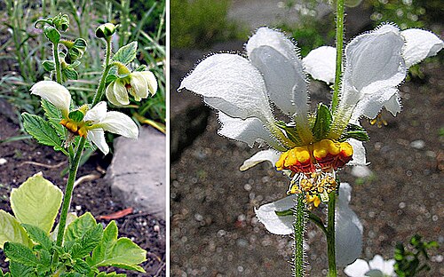 Loasa triloba: Ortiga Blanca, the White Nettle is endemic to Chile, but here at the Univ. of B.C. Botanical Gardens. In context at www.dixpix.ca/sth_cordillera/flora/nettles/i