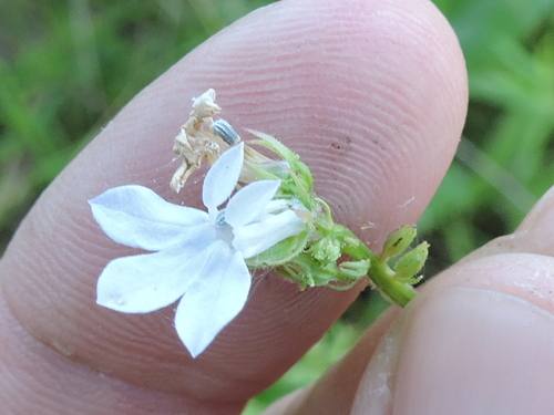 Pale lobelia (Lobelia appendiculata)