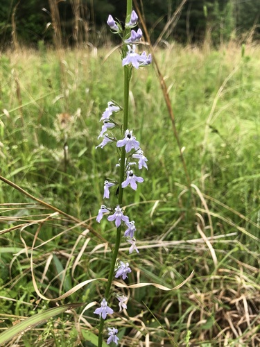 Pale lobelia (Lobelia appendiculata)