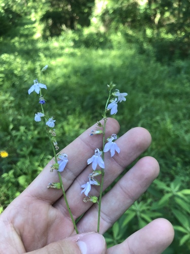Pale lobelia (Lobelia appendiculata)