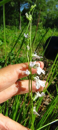 Pale lobelia (Lobelia appendiculata)