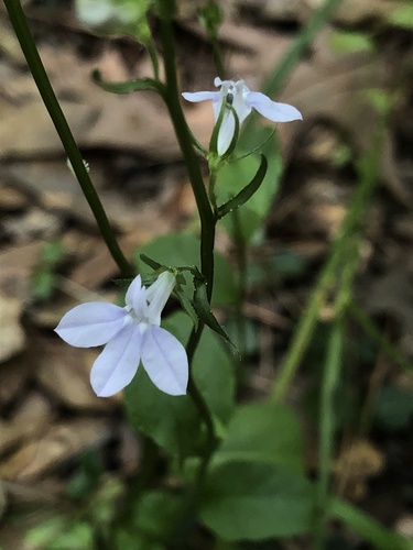 Pale lobelia (Lobelia appendiculata)