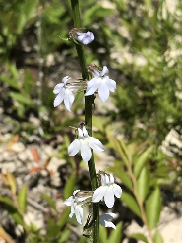 Pale lobelia (Lobelia appendiculata)