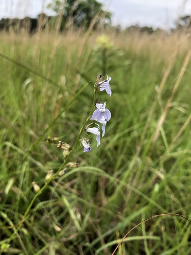 Pale lobelia (Lobelia appendiculata)