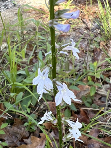Pale lobelia (Lobelia appendiculata)