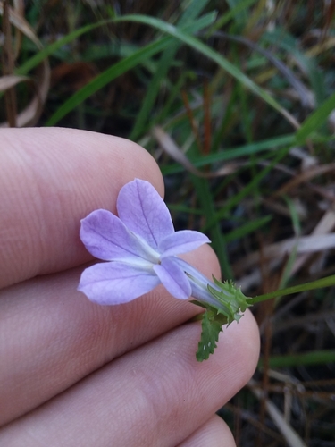 Shortleaf lobelia (Lobelia brevifolia)
