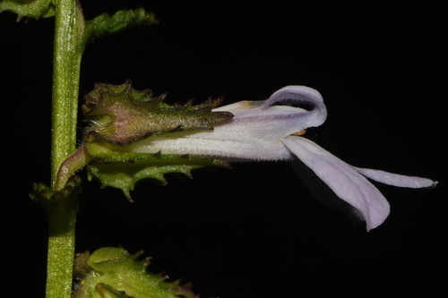 Shortleaf lobelia (Lobelia brevifolia)