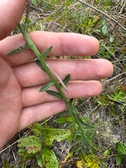 Shortleaf lobelia (Lobelia brevifolia)