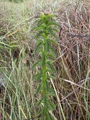 Shortleaf lobelia (Lobelia brevifolia)