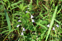 Shortleaf lobelia (Lobelia brevifolia)