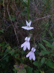 Shortleaf lobelia (Lobelia brevifolia)
